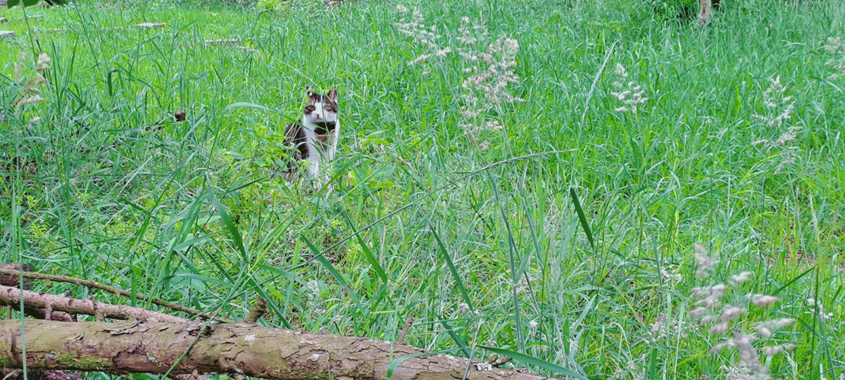 Schattenlichtraum Naturheilräume Naturheilraum Meditatives Bogenschiessen Meditatives Bogenschießen Energiearbeit Energetisches Bogenschießen Energetisches Bogenschiessen Rituale Murti Ganesha Buddha Kraftbaum Kraftplatz Elfen und Feen Aufsteigende Energie Absteigende Energie Longina und Thomas