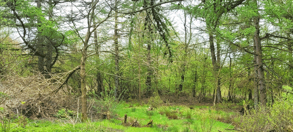 Schattenlichtraum Naturheilräume Naturheilraum Meditatives Bogenschiessen Meditatives Bogenschießen Energiearbeit Energetisches Bogenschießen Energetisches Bogenschiessen Rituale Murti Ganesha Buddha Kraftbaum Kraftplatz Elfen und Feen Aufsteigende Energie Absteigende Energie Longina und Thomas