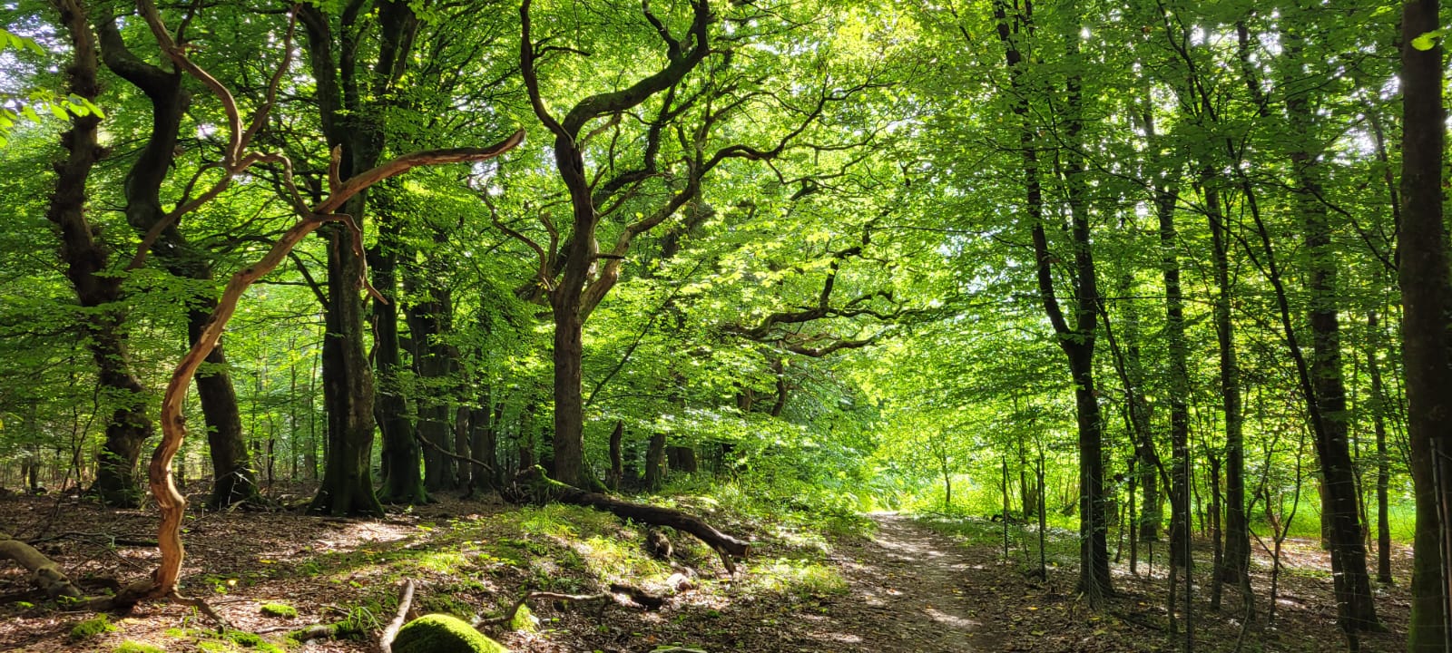 Zum Hauptinhalt springen Zur Werkzeugleiste springen Über WordPress Schattenlichtraum 1313 Updates verfügbar 00 Kommentare in Moderation Neu Veranstaltung ansehen WPForms Willkommen, Thomas Veranstaltung bearbeiten Neue Veranstaltung hinzufügen Titel hier eingeben Zum Editor springen Permalink: https://schattenlichtraum.de/events/schnupperkurs-retreat-483/ ‎ div » div » p Wortanzahl: 273 Entwurf wurde um 17:41:56 Uhr gespeichert. Zuletzt geändert von Thomas am 26. Mai 2025 um 17:35 Uhr Vorschau (öffnet in neuem Tab) Status: Entwurf Bearbeiten Status ändern Sichtbarkeit: Öffentlich Bearbeiten Sichtbarkeit ändern Sofort veröffentlichen Bearbeiten Datum und Uhrzeit ändern In den Papierkorb verschieben Schlagwort hinzufügen Schlagwörter durch Kommas trennen Alle Kategorien Häufig genutzt Bogenschießen-Retreat NaturHeilRäume Schattenlichtraum + Füge Kategorie neu hinzu Template Sichtbarkeit Außerhalb des Schattenlichtraumes Bogenschießen-Retreat Für Frauen Für Männer Kostenfrei NaturHeilRäume Schattenlichtraum Spendenbasis Schattenlichtraum Naturheilräume Naturheilraum Meditatives Bogenschiessen Meditatives Bogenschießen Energiearbeit Energetisches Bogenschießen Energetisches Bogenschiessen Rituale Murti Ganesha Buddha Kraftbaum Kraftplatz Elfen und Feen Aufsteigende Energie Absteigende Energie Longina und Thomas Bild zum Bearbeiten oder Ändern anklicken Beitragsbild entfernen Set secondary image Datum und Uhrzeit Sich wiederholende Veranstaltung Stündlicher Zeitplan Standort/Veranstaltungsort Links Veranstalter Preis SEO Schema / Veranstaltungsstatus Grundlagen Fortgeschritten Datum und Uhrzeit Anfangsdatum : Enddatum : Ganztägige Veranstaltung Buchungsoptionen Tickets Gebühren Ticket-Varianten / Optionen Buchungsformular Buchungen Grundlagen Fortgeschritten Tickets ID: 1 Im Schnupper-Retreat bekommst du einen ersten kleinen Eindruck des intuitiven Bogenschießens in Verbindung mit meinen Aspekten der Meditation. Als Neuling des intuitiven Bogenschießens erlernst du grundlegende Techniken und Fähigkeiten. Ohne dem Einsatz von technischen Hilfsmitteln entsteht eine natürliche Art des Schießens bei der du als Schütze eine Einheit mit dem Bogen wirst. Unbegrenzt Textauszug Im Schnupperkurs-Retreat bekommst du einen ersten kleinen Eindruck des intuitiven Bogenschießens in Verbindung mit meinen Aspekten der Meditation. Als Neuling des intuitiven Bogenschießens erlernst du grundlegende Techniken und Fähigkeiten. Ohne dem Einsatz von technischen Hilfsmitteln entsteht eine natürliche Art des Schießens bei der du als Schütze eine Einheit mit dem Bogen wirst. Textauszüge sind optionale, von Hand erstellte Zusammenfassungen deiner Inhalte, die in deinem Theme verwendet werden können. Erfahre mehr über manuelle Textauszüge (engl.). Kommentare erlauben Trackbacks und Pingbacks erlauben Autor Danke für dein Vertrauen in WordPress. Version 6.8.1 Beitragsbild Medien filtern Nach Typ filtern Nach Datum filtern Medien suchen Medienliste Zeigt 81 von 91 Medienelementen an Anhang-Details GinaundThom.png 5. Mai 2025 644 kB 1389 auf 1640 Pixel Edit with Elementor AI Bild bearbeiten Alternativtext Schattenlichtraum Naturheilräume Naturheilraum Meditatives Bogenschiessen Meditatives Bogenschießen Energiearbeit Energetisches Bogenschießen Energetisches Bogenschiessen Rituale Murti Ganesha Buddha Kraftbaum Kraftplatz Elfen und Feen Aufsteigende Energie Absteigende Energie Longina und Thomas Erfahre, wie du den Zweck des Bildes beschreibst (öffnet in neuem Tab). Leer lassen, wenn das Bild nur als dekoratives Element dient. Titel Beschriftung Schattenlichtraum Naturheilräume Naturheilraum Meditatives Bogenschiessen Meditatives Bogenschießen Energiearbeit Energetisches Bogenschießen Energetisches Bogenschiessen Rituale Murti Ganesha Buddha Kraftbaum Kraftplatz Elfen und Feen Aufsteigende Energie Absteigende Energie Longina und Thomas Beschreibung Datei-URL: Ausgewählte Medien-Aktionen